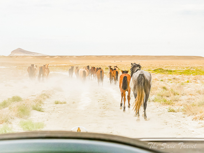 208 5 day mangistau thesanetravel.com P1658663