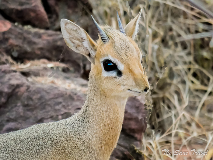 72 waterberg thesanetravel.com P1464993
