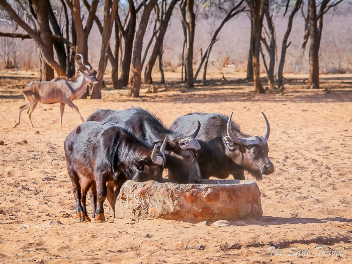74 waterberg thesanetravel.com P1465037