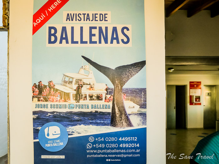 31 whale watching thesanetravel.comP1263735