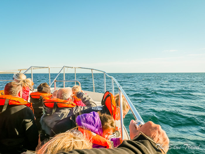 34 whale watching thesanetravel.comP1263743