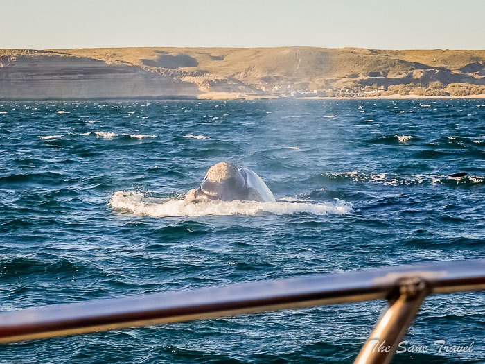 35 whale watching thesanetravel.comP1263752