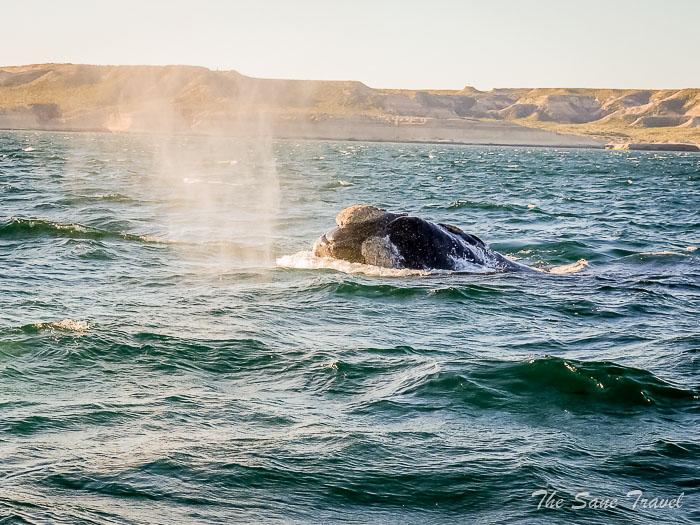 36 whale watching thesanetravel.comP1263755