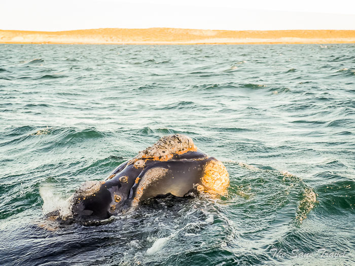 38 whale watching thesanetravel.comP1263801