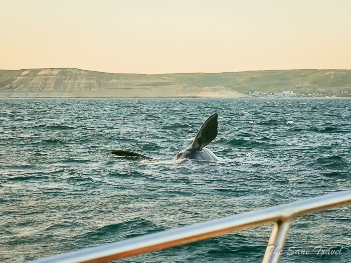 40 whale watching thesanetravel.comP1263857