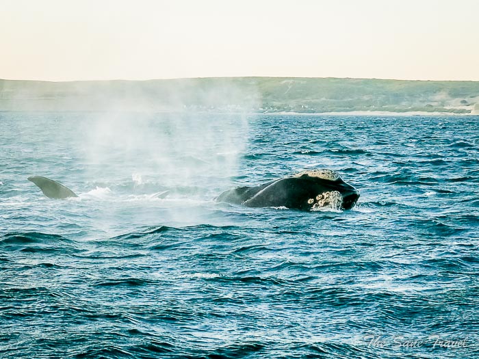 42 whale watching thesanetravel.comP1263863