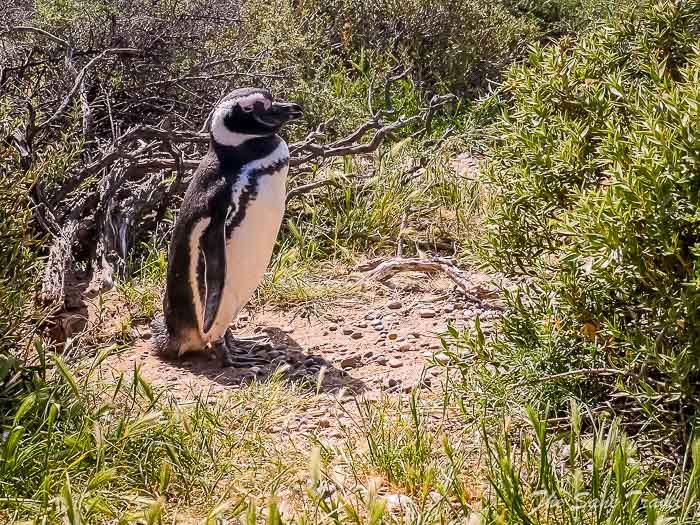 56 tombo thesanetravel.comP1263924