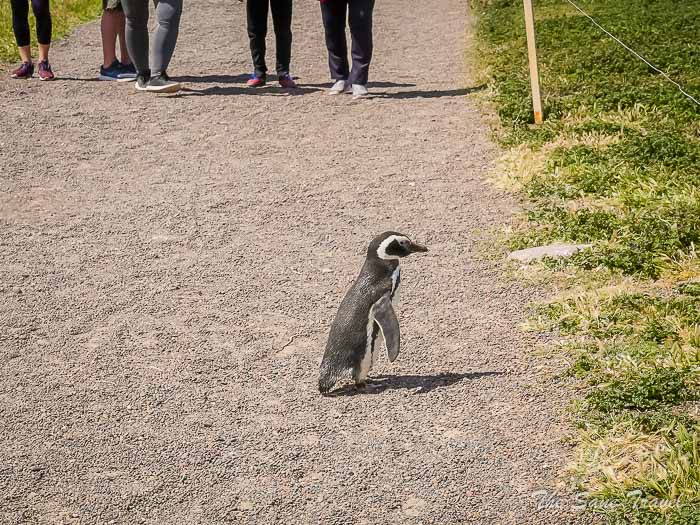 60 tombo thesanetravel.comP1263958