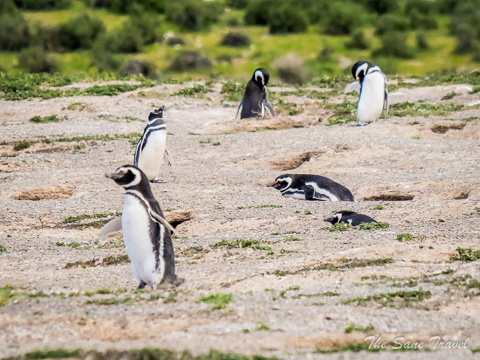 61 tombo thesanetravel.comP1263973