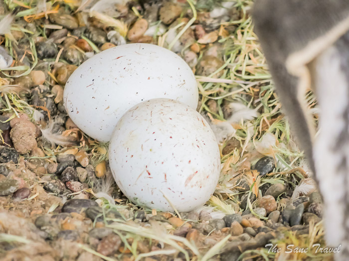 63 tombo thesanetravel.comP1263991