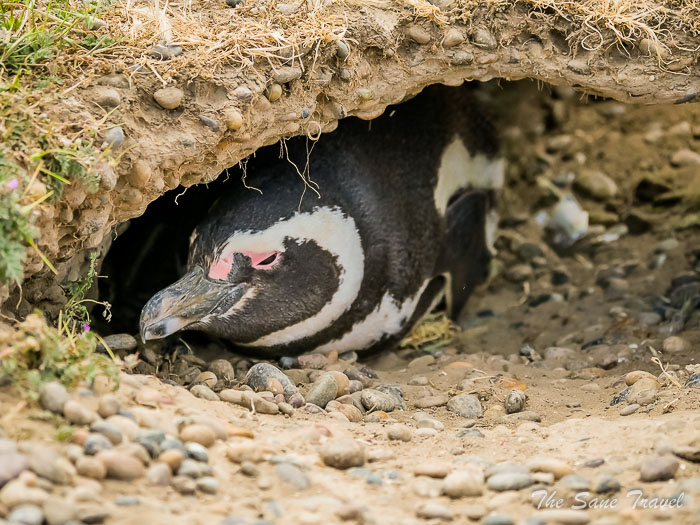 67 tombo thesanetravel.comP1264053