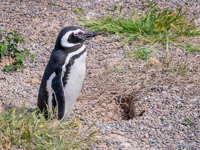 70 tombo thesanetravel.comP1264099