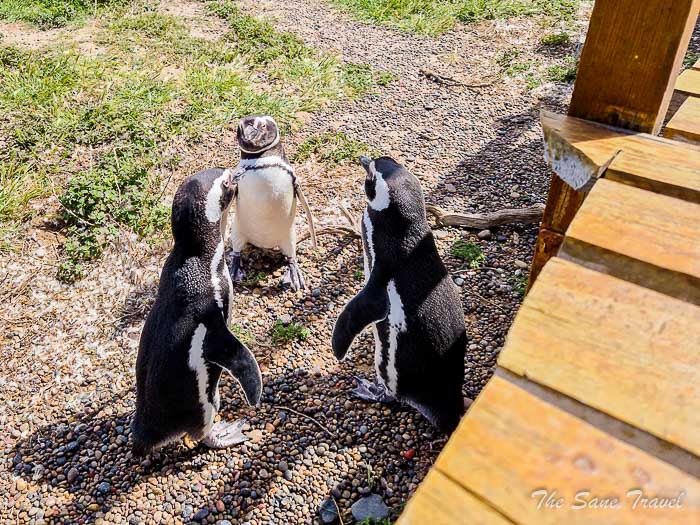 78 tombo thesanetravel.com20221020 141927