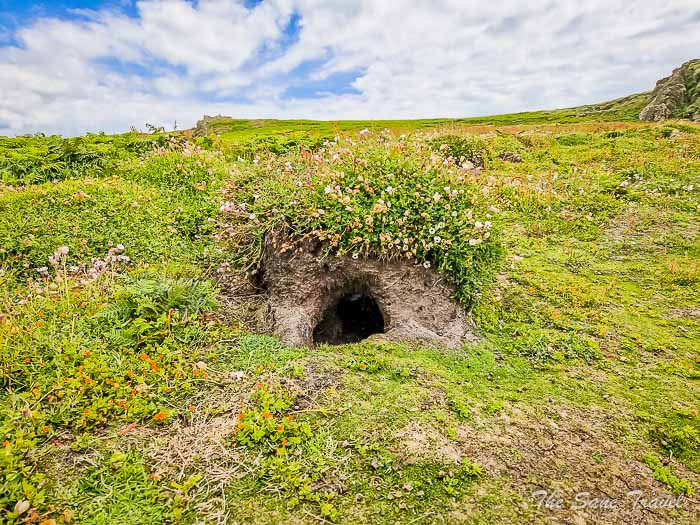 10 puffins live skomer thesanetravel.com20220614 132253
