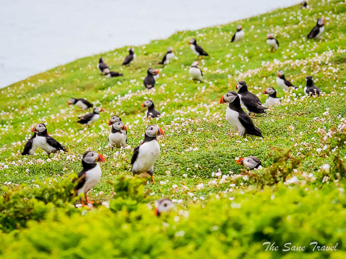 133 puffins skomer thesanetravel.comP1205538