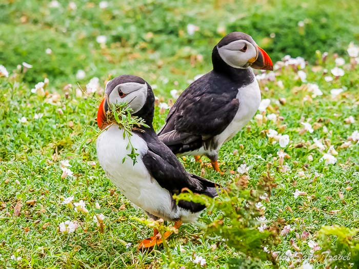 138 puffins skomer thesanetravel.comP1205511