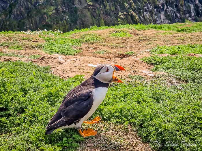 144 puffins skomer thesanetravel.com20220614 150308