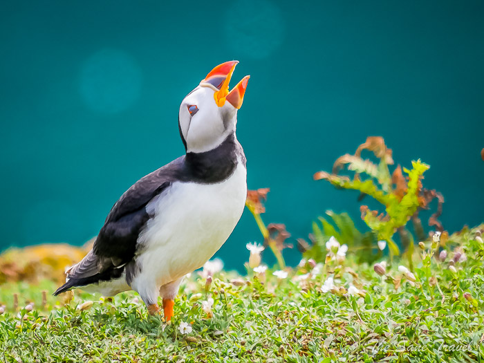 145 puffins skomer thesanetravel.comP1205570
