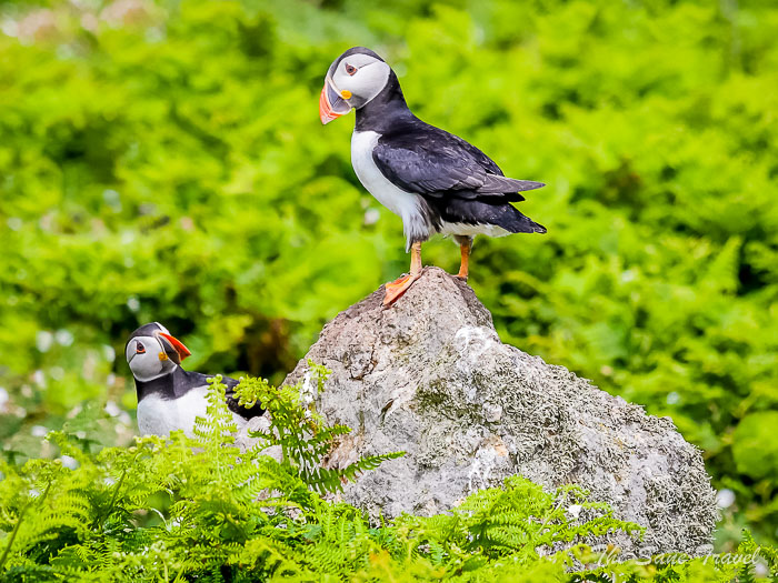 147 puffins skomer thesanetravel.comP1205593