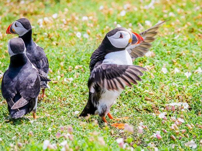 158 puffins skomer thesanetravel.comP1205711