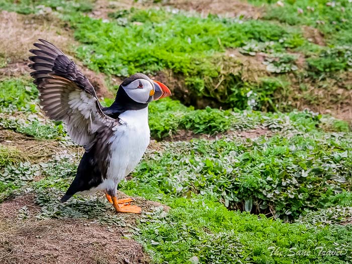 161 puffins skomer thesanetravel.comP1205755