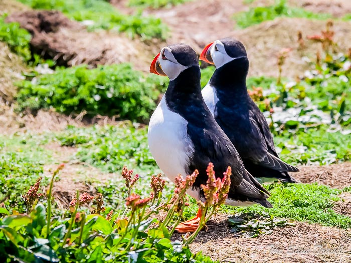 163 puffins skomer thesanetravel.comP1205767