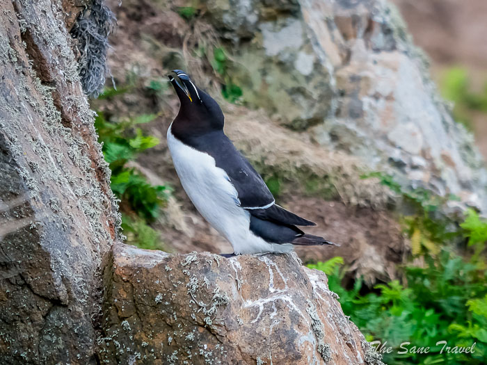 75 other skomer thesanetravel.comP1205826