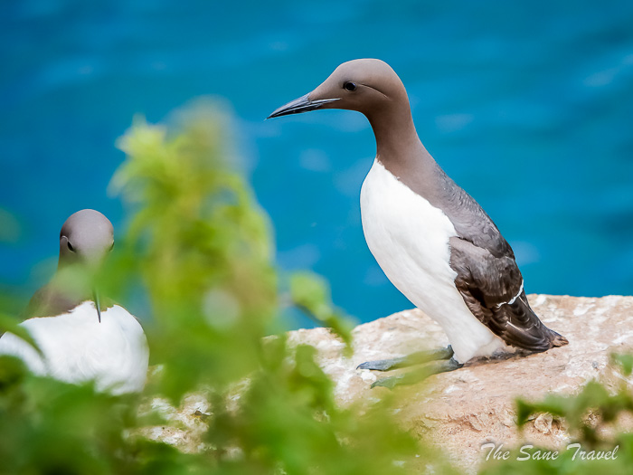 77 other skomer thesanetravel.comP1205852