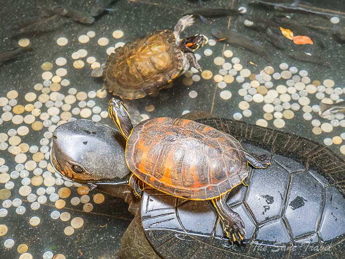 63temple thesanetravel.com P1556376