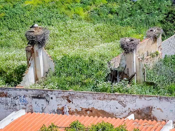 15 storks silves thesanetravel.comP1372895