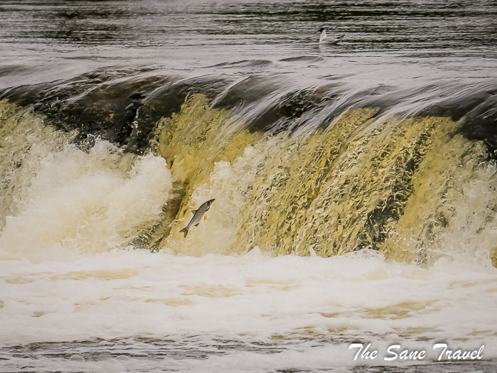 12 kuldiga zivis thesanetravel.com P1027500