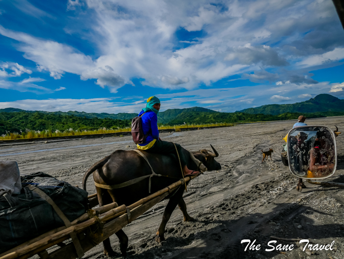 7 carabao water buffalos philippines www.thesanetravel.com 1150426