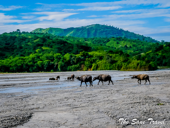 7 water buffalos philippines www.thesanetravel.com 1150453