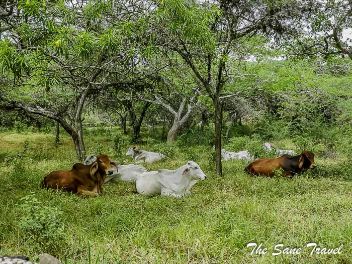 48 camino real barichara P1890809