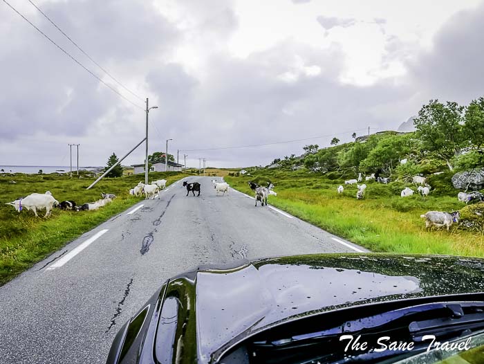 49 day 3 lofoten norway thesanetravel.com P1800076