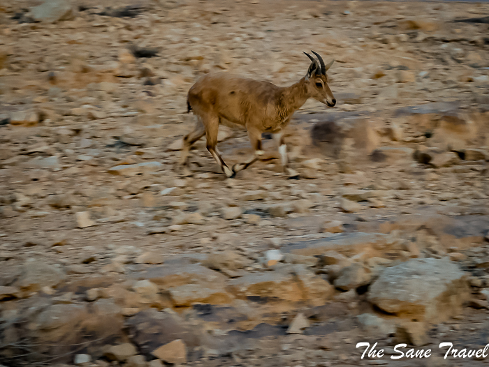 22 mitzpe ramon israel www.thesanetravel.com 1210977