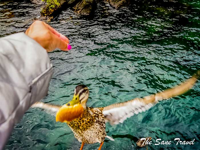 61 taupo thesanetravel.com P1340158