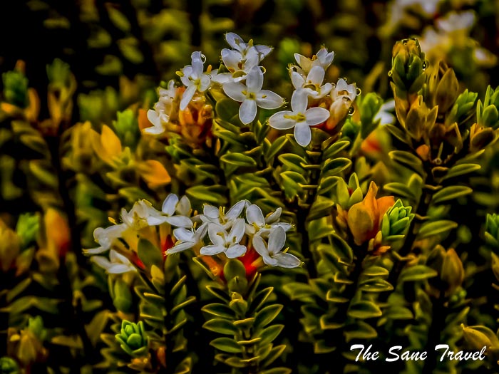 71 whakapapa thesanetravel.com P1340269