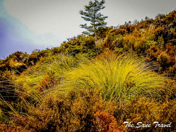 72 whakapapa thesanetravel.com P1340284