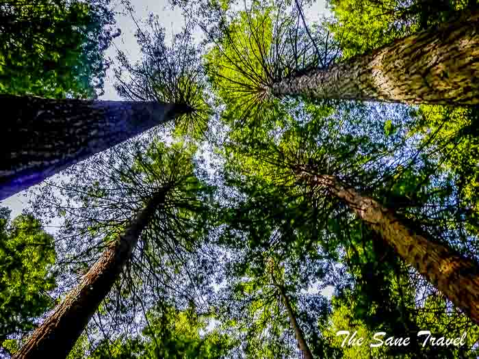 99 redwoods nz thesanetravel.com P1330680