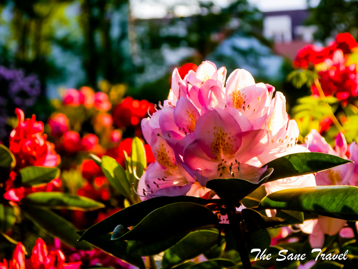 rhododendrons castle park trebon thesanetravel.com 1430864