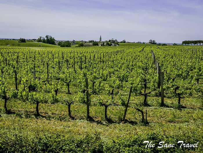 61 sant emilion vineyards thesanetravel.com P1720641