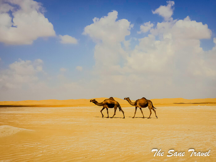 41 camels in desert thesanetravel.com P1600104