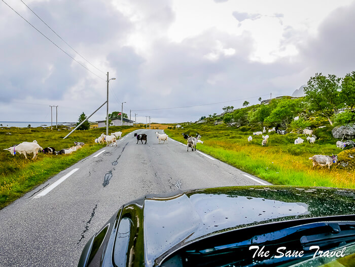 25 lofoten thesanetravel com P1800076