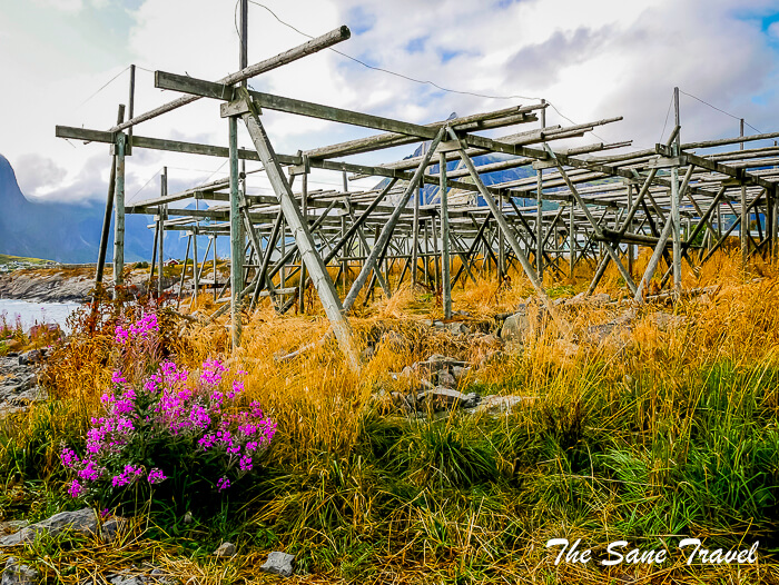 50 lofoten thesanetravel com P1800174