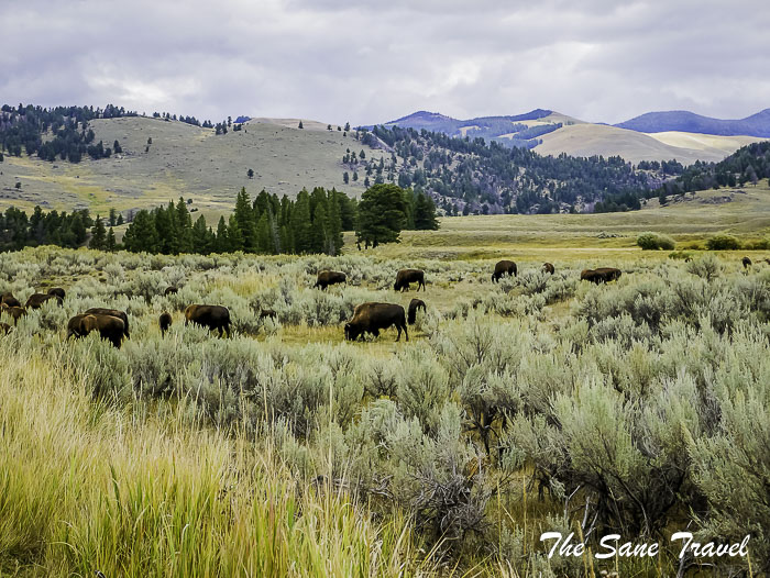 70 lamar valley yellowstone np usa P1830275