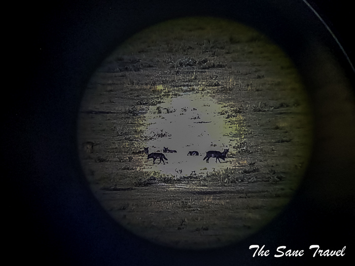 79 wolves lamar valley yellowstone np usa 20190918 072617