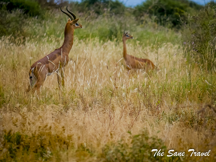 30 gerenuk amboseli kenya thesanetravel.com 1490826