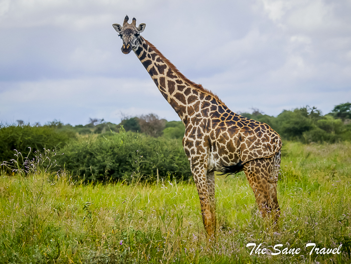 31 amboseli kenya thesanetravel.com 1490830
