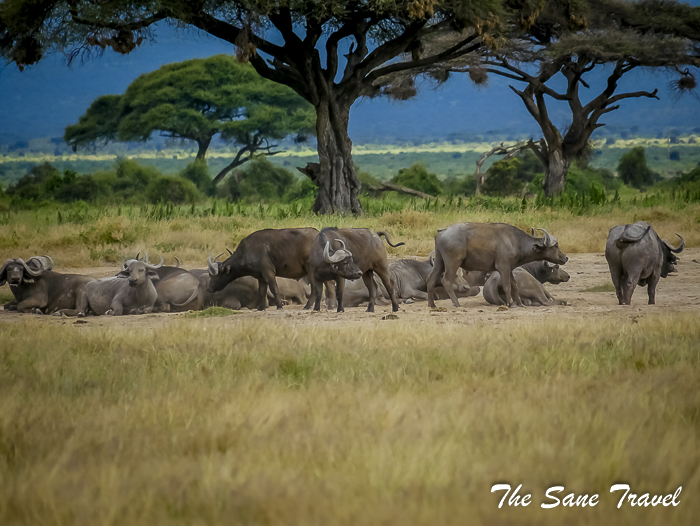 31amboseli kenya thesanetravel.com 1500086